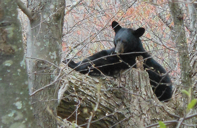 Into the woods: Diversity of Tizzle Flats casts its spell on hikers